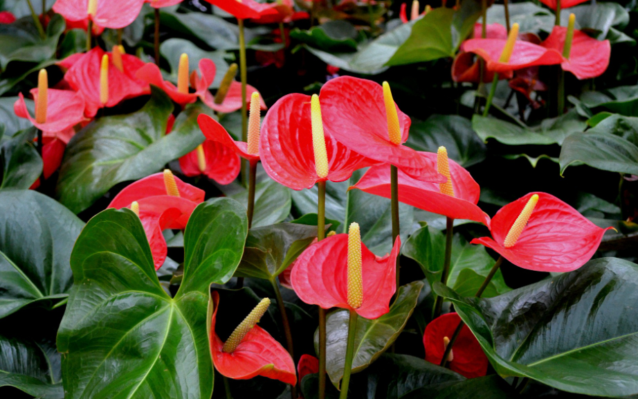 Jenis-jenis Anthurium