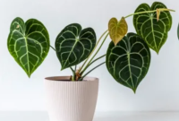 Jenis-jenis Anthurium