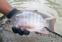 Hama Dan Penyakit Ikan Nila