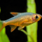 Jenis Ikan Hias Rasbora Wader