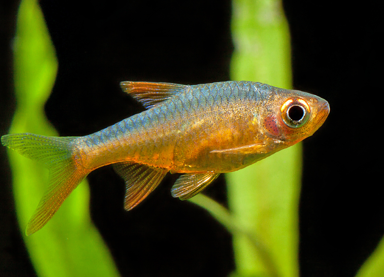 Jenis Ikan Hias Rasbora Wader