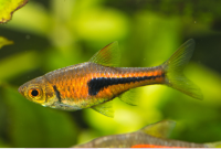 Jenis Ikan Hias Rasbora Wader