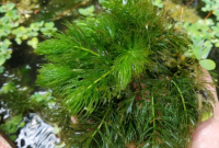 Hydrilla Tanaman Air