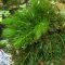Hydrilla Tanaman Air