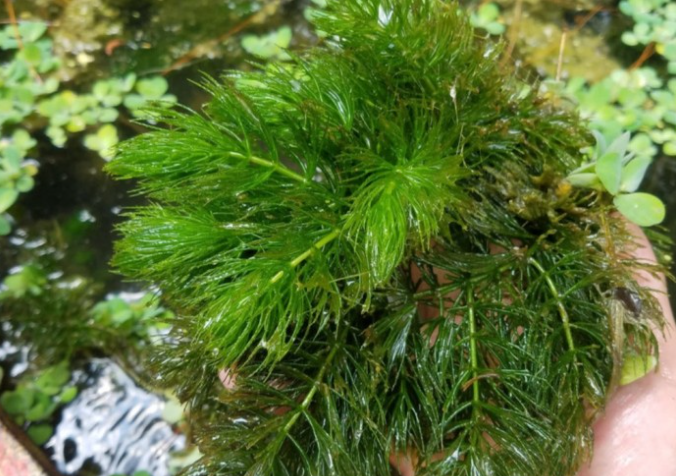 Hydrilla Tanaman Air