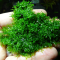 Tanaman Pellia Moss