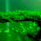 Tanaman Weeping Moss