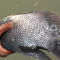 Jenis Sisik Ikan