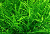 Tanaman Karpet Sagittaria Subulata
