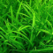 Tanaman Karpet Sagittaria Subulata