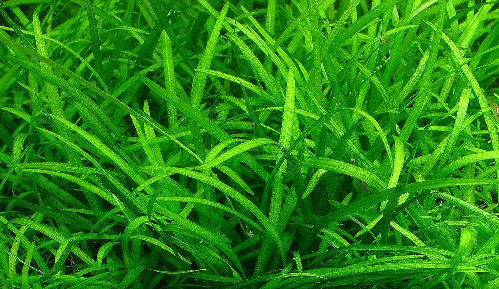 Tanaman Karpet Sagittaria Subulata