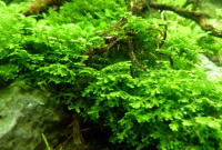 Tanaman Riccardia Moss