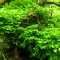 Tanaman Riccardia Moss