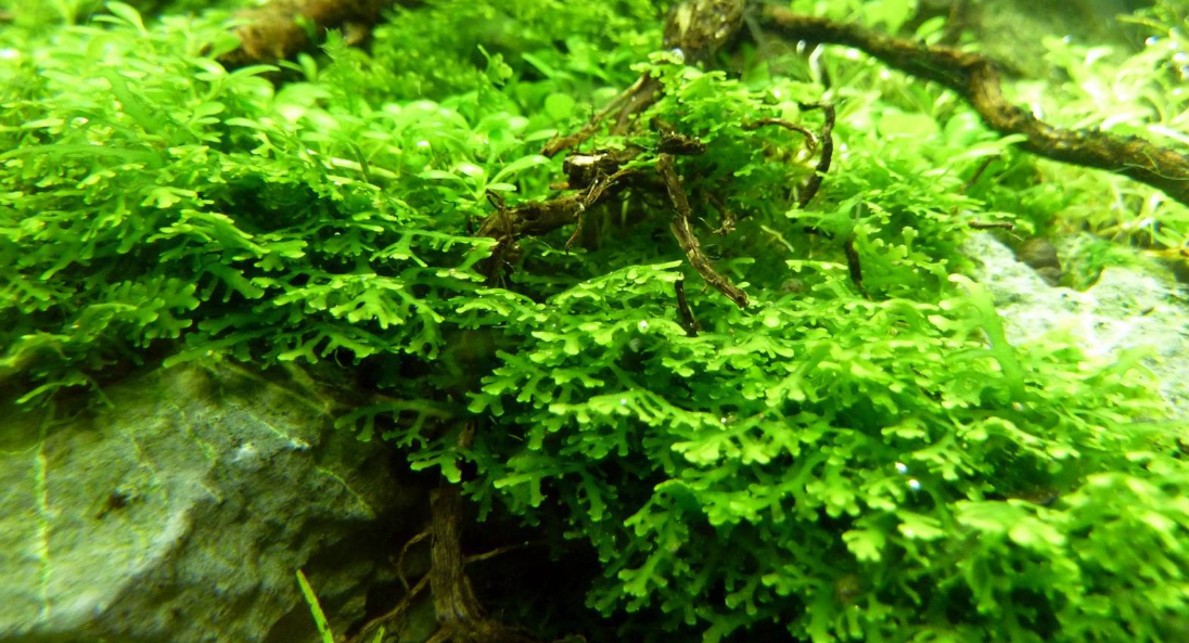 Tanaman Riccardia Moss