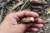 Mengenal Mustika Lipan Asli