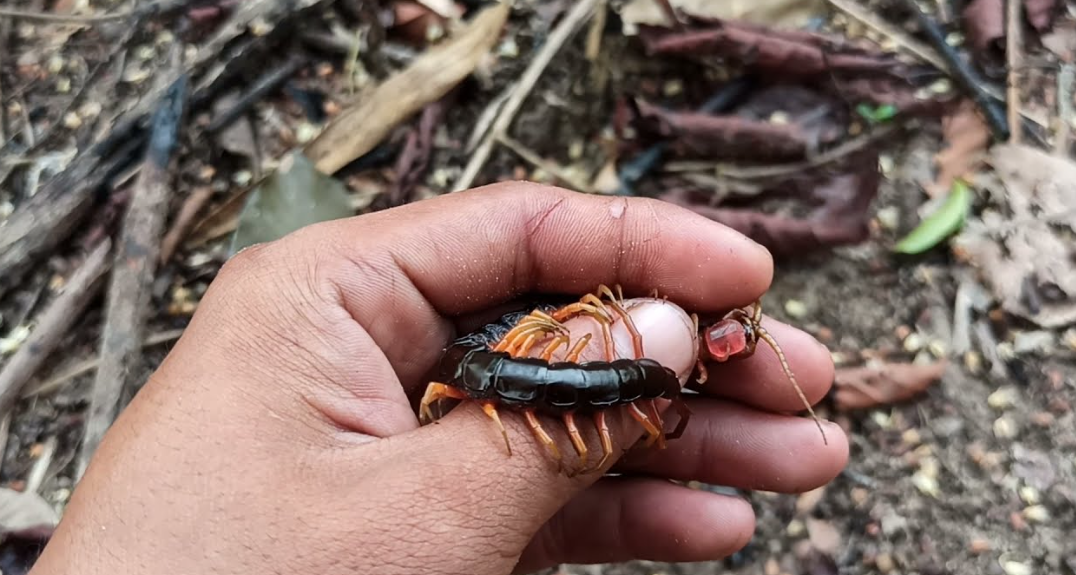 Mengenal Mustika Lipan Asli