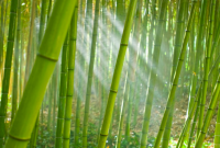 Khasiat Bambu Buntet untuk Tolak Bala