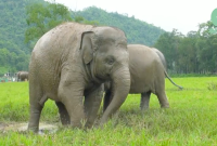 Ciri dan Khasiat Mani Gajah 2 Alam