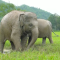 Ciri dan Khasiat Mani Gajah 2 Alam