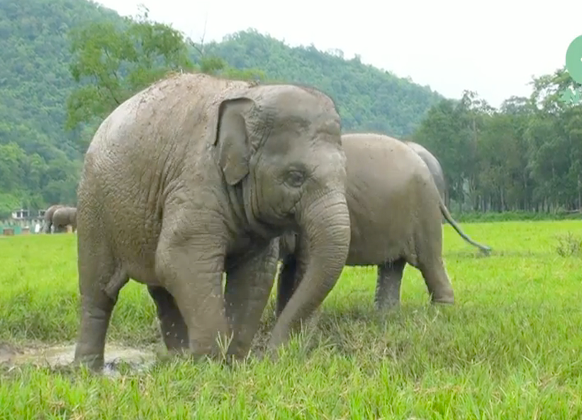 Ciri dan Khasiat Mani Gajah 2 Alam