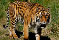 Khasiat Ampuh Kulit Macan Harimau