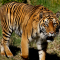 Khasiat Ampuh Kulit Macan Harimau