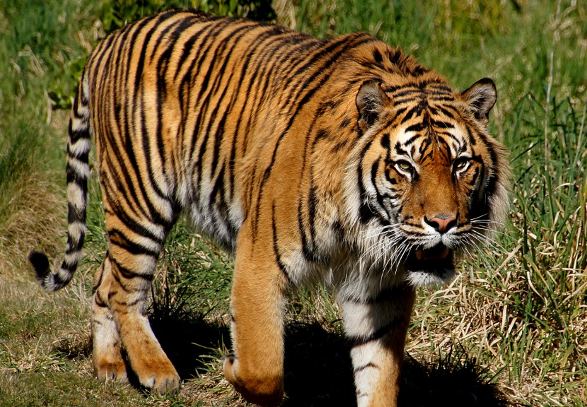 Khasiat Ampuh Kulit Macan Harimau