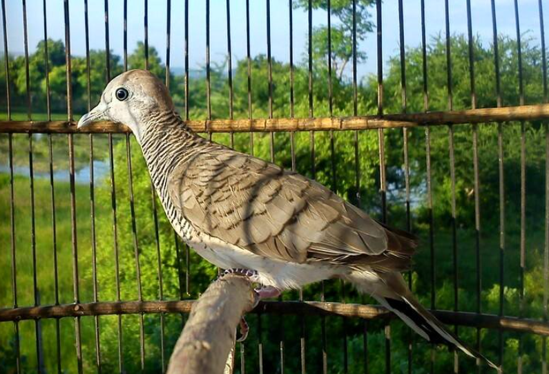 Tuah Pekutut Katuranggan Rupo Cahyo