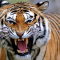 Khasiat Taring Macan