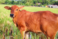 Amalan Ajian Lembu Sekilan