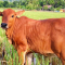 Amalan Ajian Lembu Sekilan