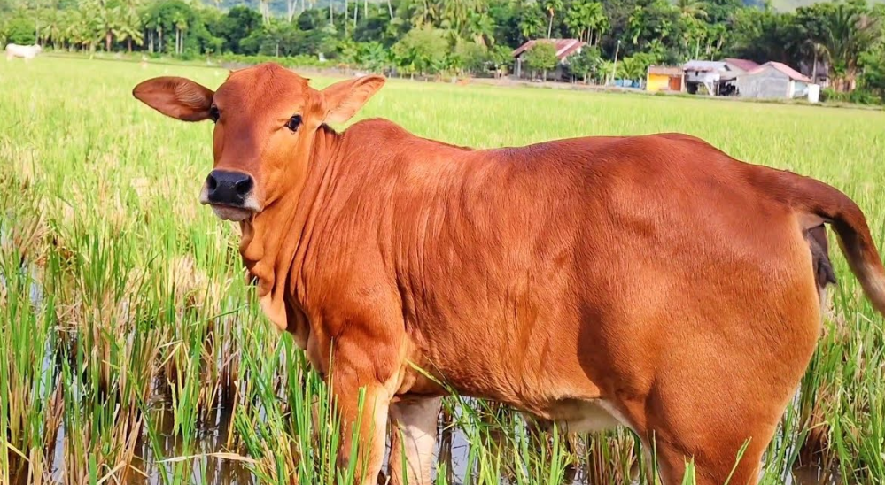 Amalan Ajian Lembu Sekilan