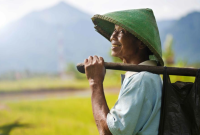 Bahasa Arab Petani