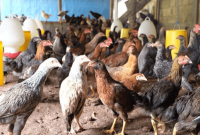 Penyebab Ayam Kampung Usia 2 bulan Bobot Masih 6 Ons