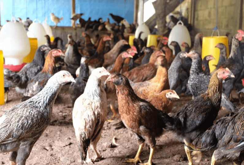 Penyebab Ayam Kampung Usia 2 bulan Bobot Masih 6 Ons