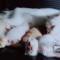 Manfaat Jimat Ari-Ari Kucing