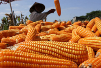 Manfaat Jagung untuk Ayam