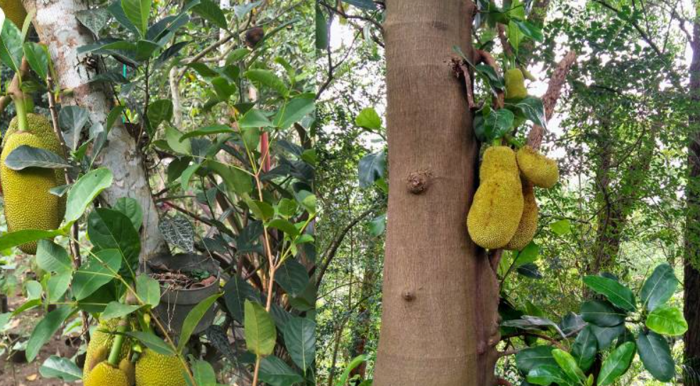 Mitos Kayu Nangka