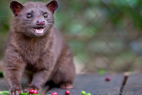 Manfaat Daging Luwak