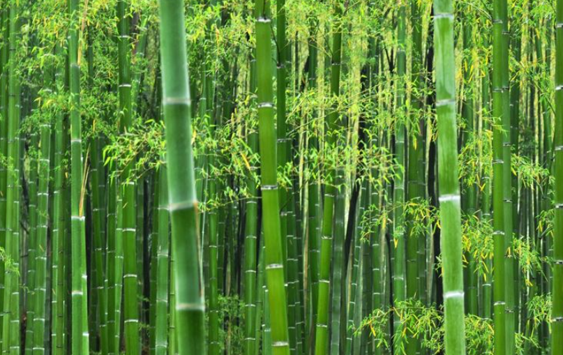 Khasiat Langka Bunga Bambu