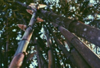 Manfaat Serat Bambu