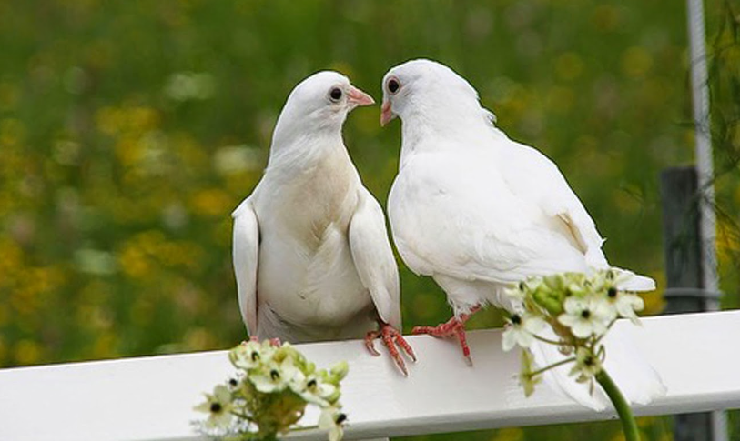 Manfaat Burung Merpati