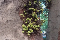 Manfaat Buah Gondang