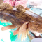Manfaat Ikan Betutu