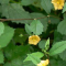 Manfaat Daun Sidaguri