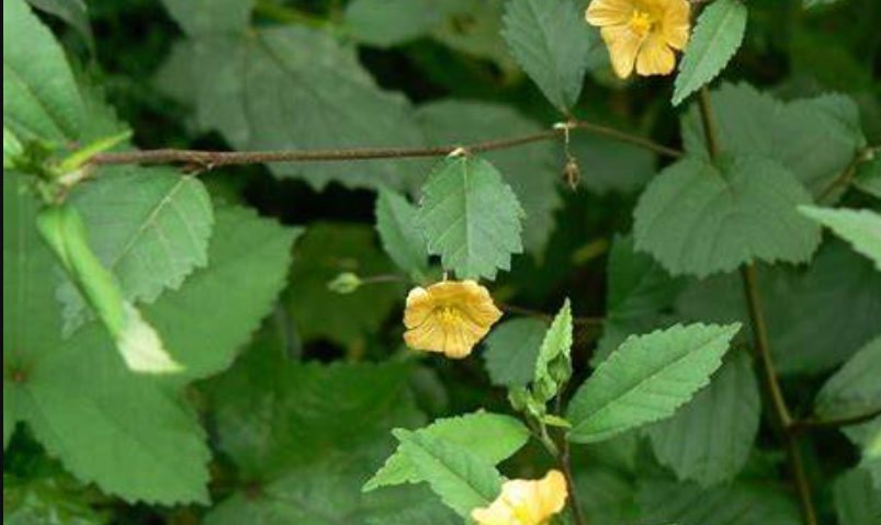 Manfaat Daun Sidaguri