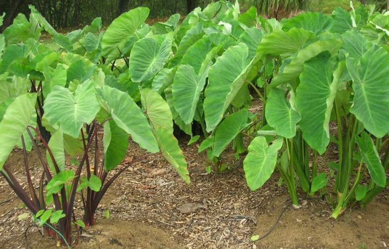 Manfaat Sayur Keladi