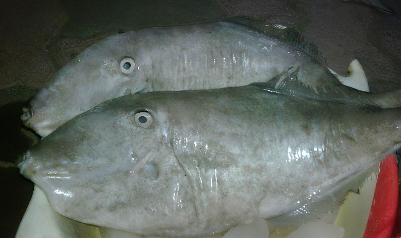 Manfaat Ikan Sukang