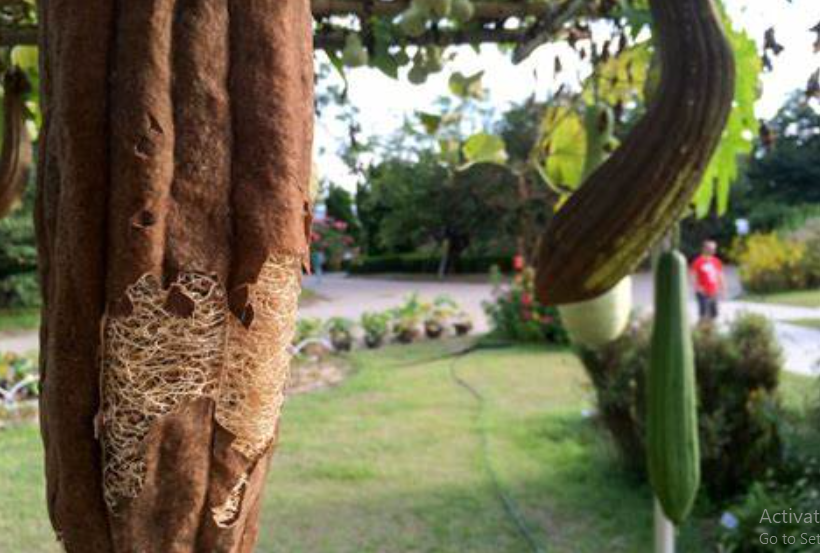 Manfaat Buah Loofah