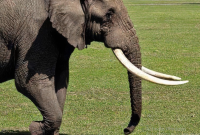 Manfaat Gading Gajah